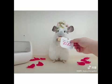 Pets at their cutest moments 😀