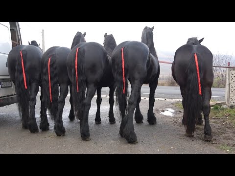 Caii lui Virgil si Razvan de la Rusor, Hunedoara - 2022