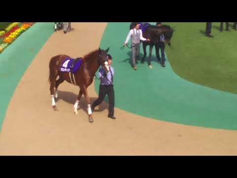 The 18 contenders for the GI 2018 NHK Mile Cup in the parade ring (1 of 2)