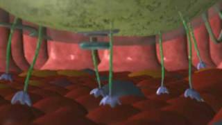 Salmonella Typhi - Animation
