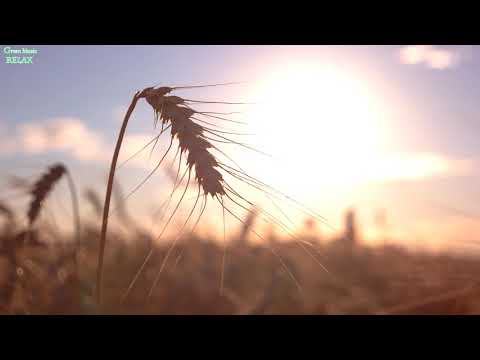 Christmas instrumental music - Green Music Relax