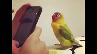 Bird poses for camera