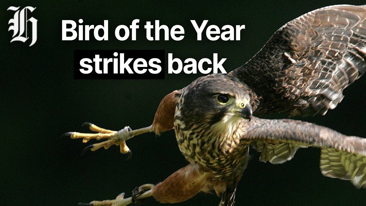 'Bird of the Year’ strikes back: Why Kārearea swoop on walkers | Herald NOW