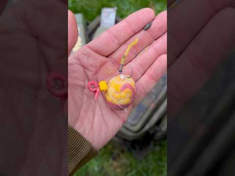 PVA Bags of Maggots 🐛 and Corn 🌽 — Try This Epic Winter Carp Trick 🥶🧂#carpfishing #fishing