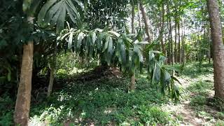 Over Two Rai of Krabi Land with House and Rubber Plantation and Great Sea Views of Thalen Bay for Sale