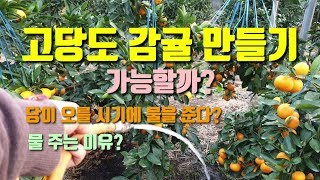 고당도과일 만들기 수확 전 물을 주는 이유? 국내신품종 하례조생 고품질과일 만들기