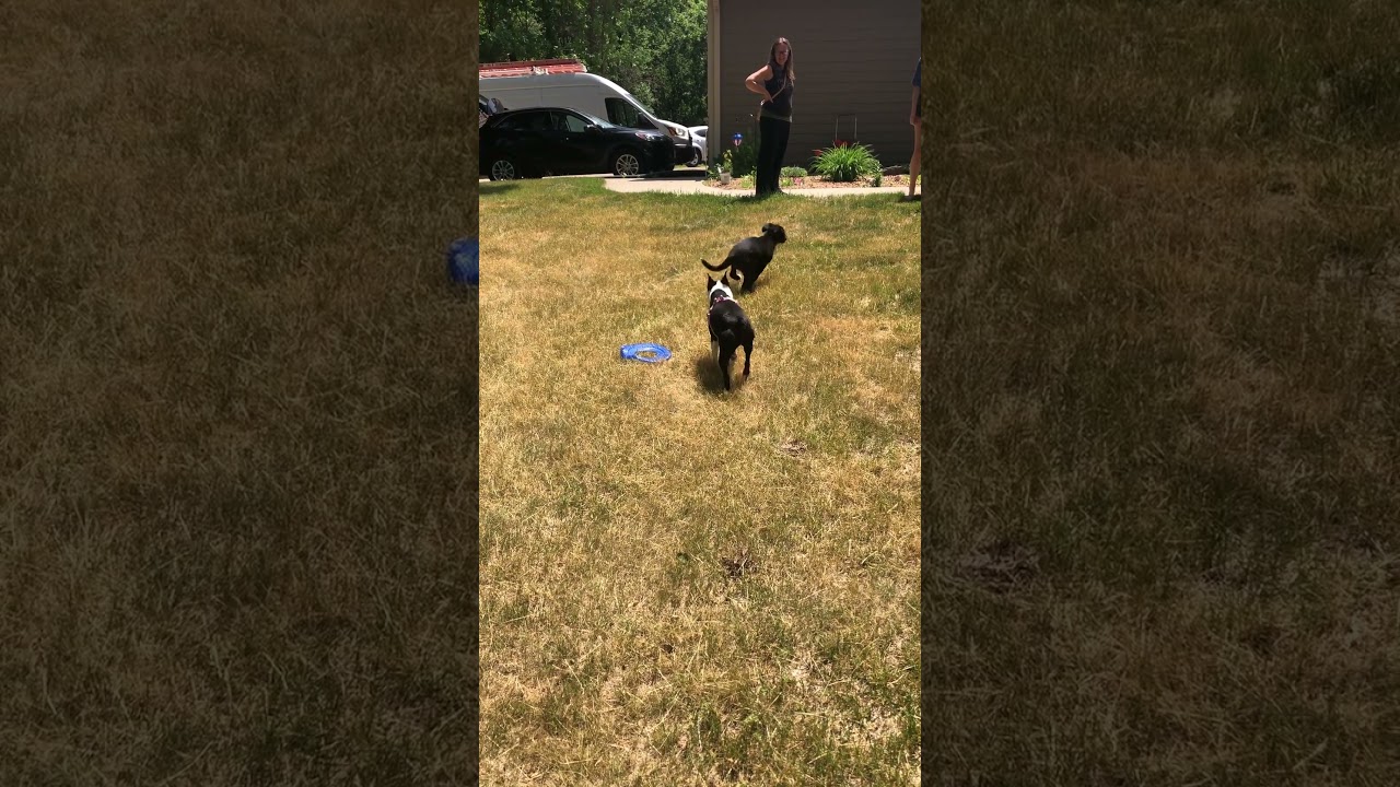 Elsa, a Adoptable mixed breed in Rochester, MN video 5/5