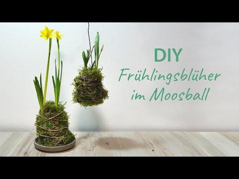 DIY - Kokedamas mit Frühlingsblühern