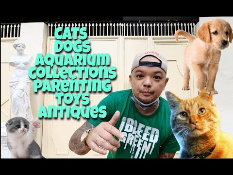 Krazykyle's Humble Home, replica of Monicas kitchen, his Cats and Dogs and his collections