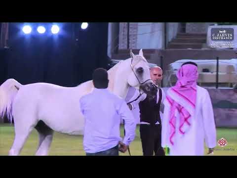 N 114 SHEHAB AL FARRES   Peninsula Horses World Championship Festival 2023   Colts 2 Years Old Class