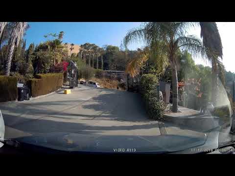 Deer wanders into my front yard