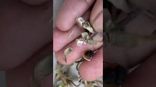 How to collect morning glory flower seeds