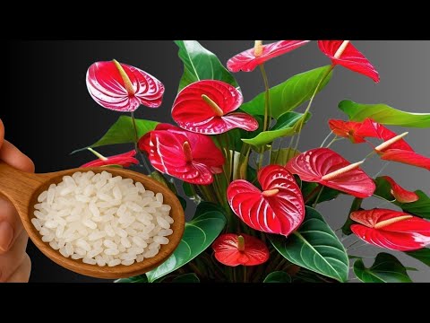 Just Rice! Anthurium grows and blooms year round