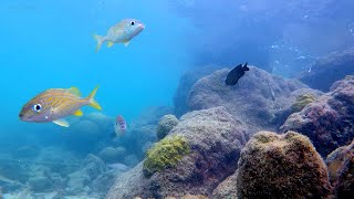 Real Underwater Aquarium Ambience in the Ocean of Curacao / Relaxing Wave Sounds & Beautiful Fish 🐠