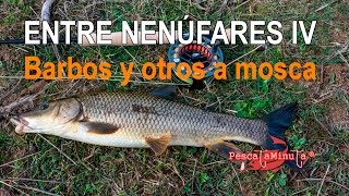 Entre nenúfares IV - Barbos y otros a mosca
