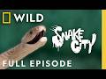 Catching Snakes On A Train Full Episode Snake City Nat Geo Animals