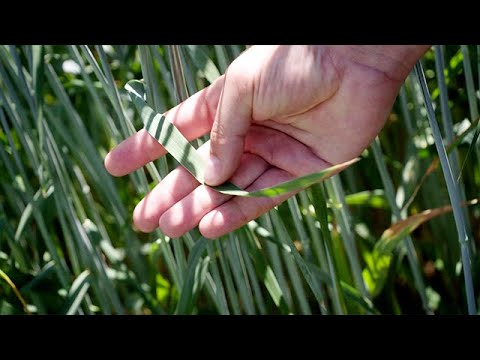 AGRAVIS-Experten erklären. Teil 3: Fungizidsaison im Roggen.