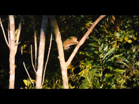 Island of Lemurs: Madagascar