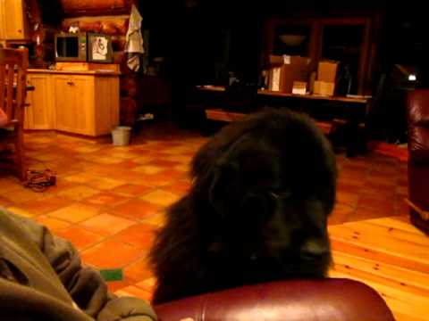 Schultz, an adopted Newfoundland Dog in Brantford, ON_image-1