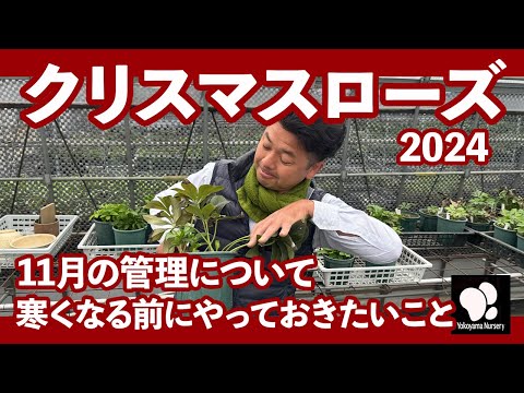 バナナの木を寒さに耐えて越冬させるための役立つヒントはありますか?  庭園