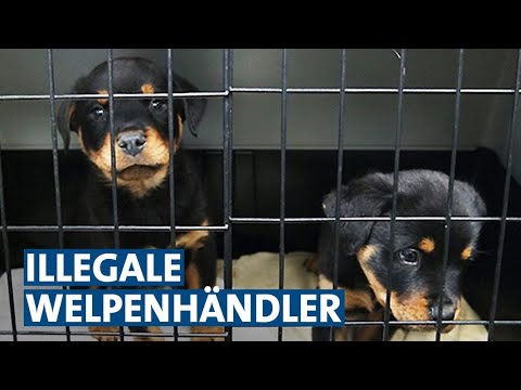 Boomendes Geschäft: auf der Spur illegaler Welpenhändler | Panorama 3 | NDR