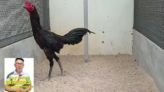 Download lagu 6-MONTH CHICKEN REVIEW mp3