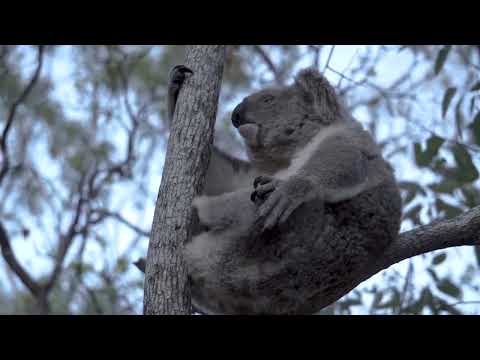 Gapforce Australia Adventure 