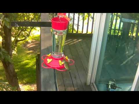 2022 Hummingbird - First video captured Reynoldsburg Ohio