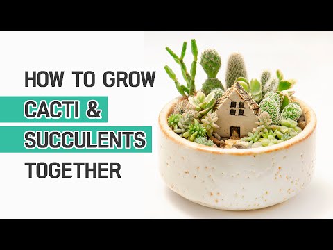 BEST TIPS | HOW TO PLANT CACTI AND SUCCULENTS TOGETHER | SUCCULENT ARRANGEMENT