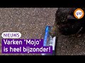 Hangbuikzwijn Mojo kan schilderen en pianospelen