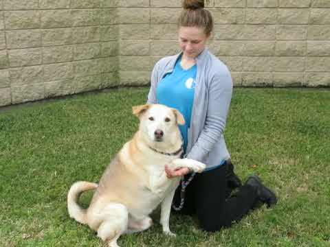 Otis in a foster home - See video, an adopted Labrador Retriever & German Shepherd Dog Mix in Jefferson Parish, LA_image-1