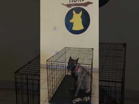 Comportamiento Prenatal y Neonatal Parte II | Pastor Belga Malinois con Pedigree