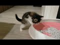 ノルウェージャンフォレストキャット
