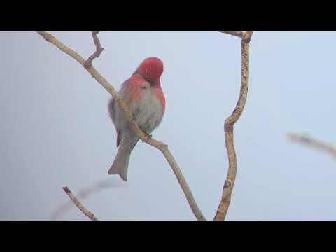 Pine Grosbeak - Colorado 2018
