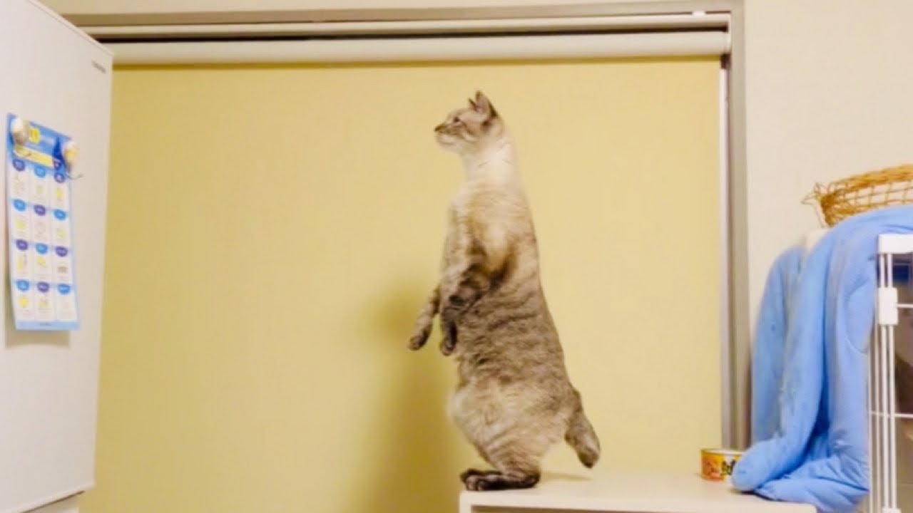 2本足で立って伸びる猫😸猫背どこ行っちゃったの？