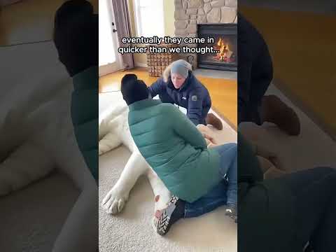 this man saved a tiger from drowning..... #wholesome #animals