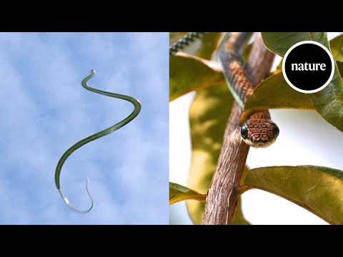 Flying Snakes Are One of Nature’s Strangest Creations