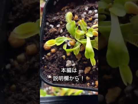 園芸 冬になると虫はどうなるの?