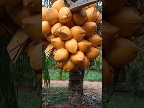 2years hybrid coconut tree hybrid#shortsvideo#shorts#coconut#trending#reels#amazing#video#happy