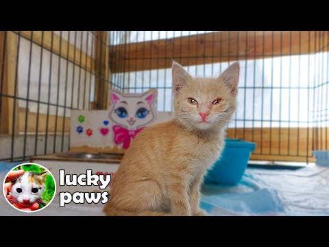 Innocent Sick Kitten Meets And Reacts to Twin For The First Time After Recovery - Mom Cat Hissing