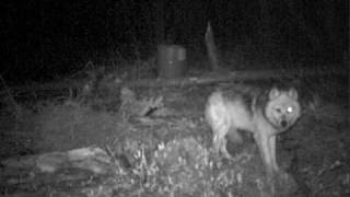 preview picture of video 'Wolf Lured By Monster Mix - Fools Big Predators Too'