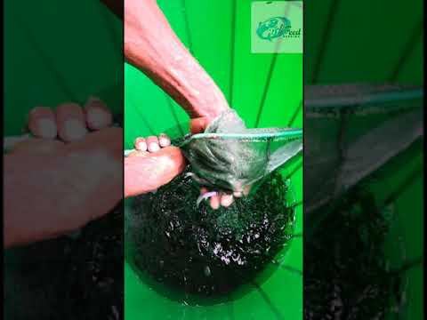 Alevina Poisson Chat Africain Production D Alevins De Clarias Au Burkina Media Of Fish Feed Burkina In Ouagadougou Alevina Poisson Chat Africain Production D Alevins De Clarias Au Burkina Media Of Fish Feed Burkina In Ouagadougou