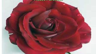 Eva cassidy My Love is Like a Red Red Rose eng lyrics Video