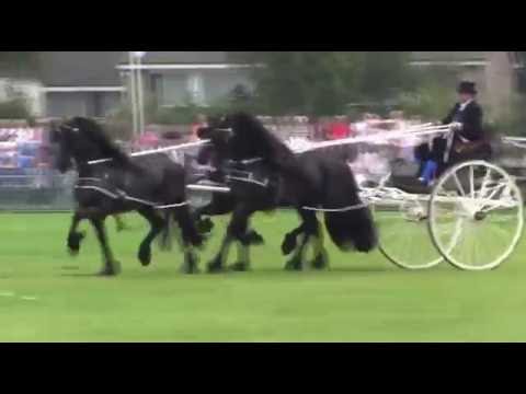 The KFPS Royal Friesian Horse 2
