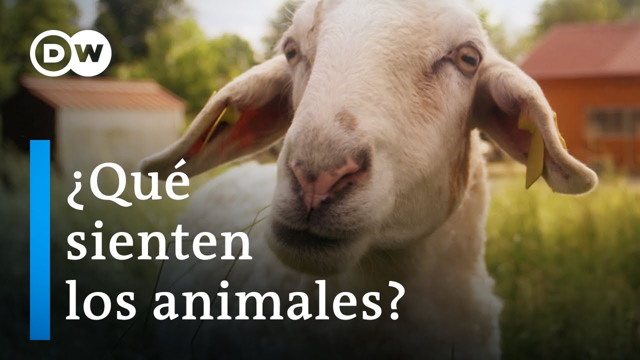 Ética y consumo de carne | DW Documental