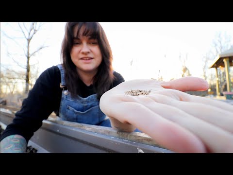 , title : 'How to Sow Carrots Seeds (The simple trick to good germination every time!) | Gardening Tips'
