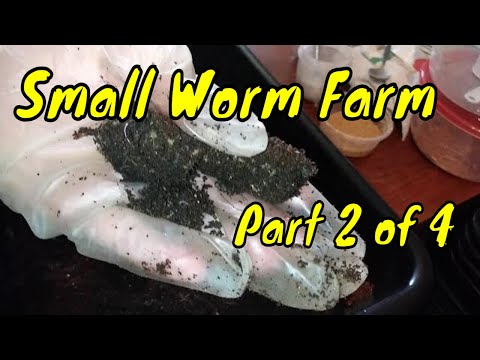 Inside My Cocoon Bin: Where Thousands of Worms Live