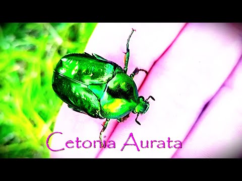 Zlatohlávik zlatý (Cetonia aurata) — terárium, kŕmenie a správanie
