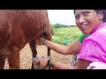 Milking Vlog ️