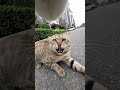 Cat bullies other cat's with a GOpro! #viralvideo